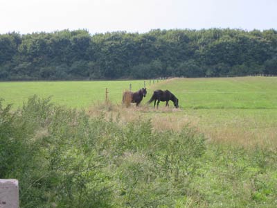 Blick auf die Wiese