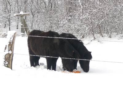 Pony im Winter